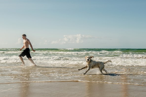 Hund am Strand der Nordsee in Dänemark