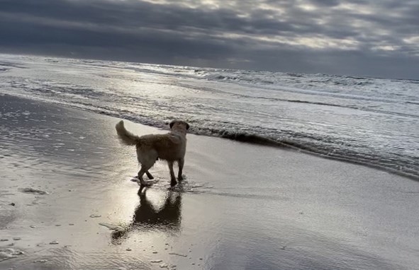 Hund an der Nordsee