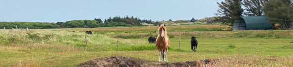 Pony in Haurvig